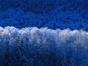 Winter         